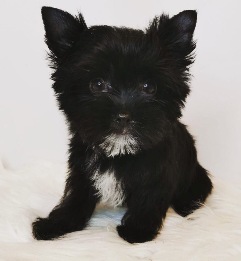 Black Yorkie What You Must Know In 2023?