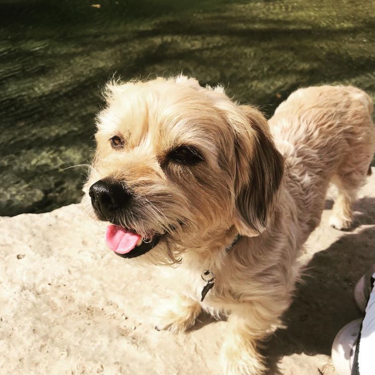 Snickerdoodle Dog (2023) Breed Info, Pictures,Facts & Guide